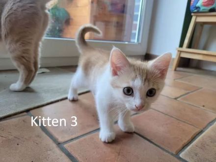 4 reinrassige BKHs abzugeben (08.05.26 geboren)
