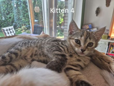 4 reinrassige BKHs abzugeben (08.05.26 geboren)