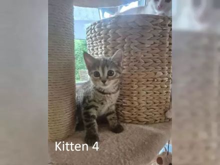 4 reinrassige BKHs abzugeben (08.05.26 geboren)