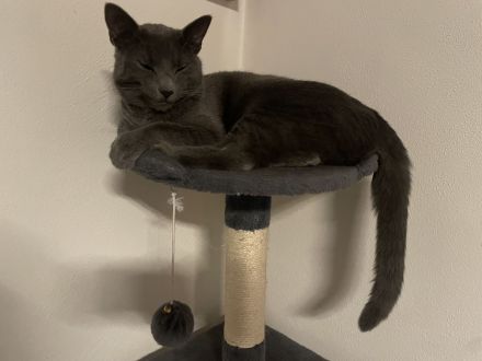 Kater, Katze, Hauskatze