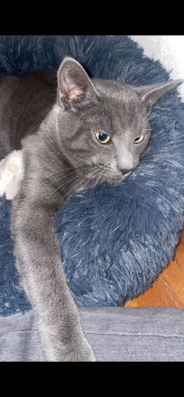 Kater, Katze, Hauskatze