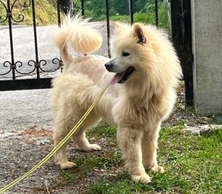 Samojedenrüde Nanook