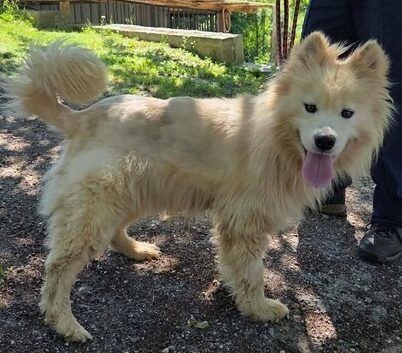 Samojedenrüde Nanook