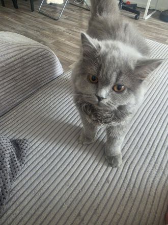 Bkh/Blh katzen Mädchen zu verkaufen dringend