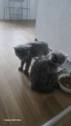 Bkh/Blh katzen Mädchen zu verkaufen
