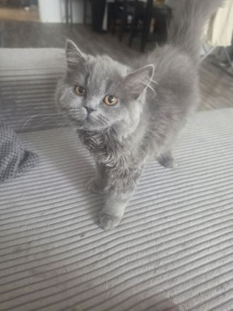 Bkh/Blh katzen Mädchen zu verkaufen dringend