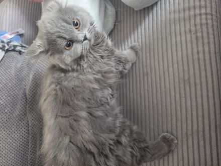 Bkh/Blh katzen Mädchen zu verkaufen