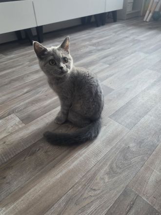 Bkh/Blh katzen Mädchen zu verkaufen dringend