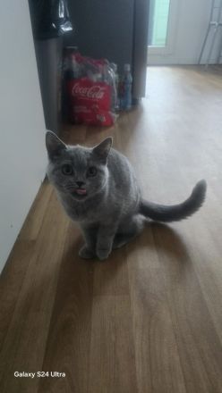 Bkh/Blh katzen Mädchen zu verkaufen