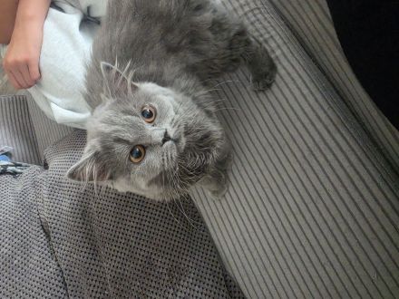 Bkh/Blh katzen Mädchen zu verkaufen