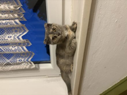 Bkh kitten