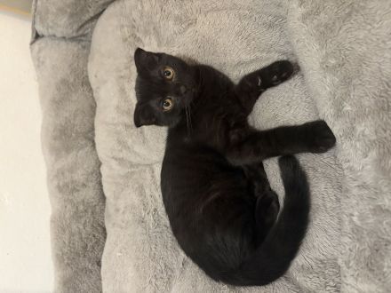 Bkh kitten