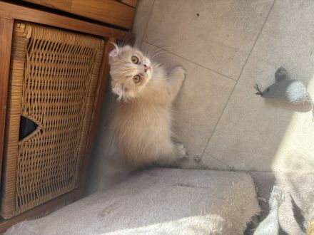 Bkh kitten
