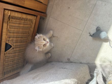 Bkh kitten