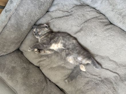 Bkh kitten