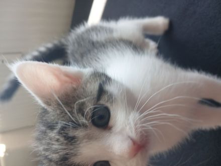 Sie sucht ein zu hause