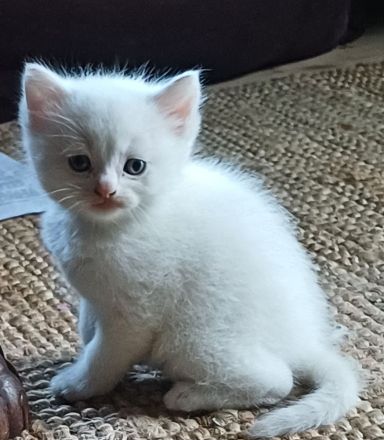 Angora Mischlings Kätzchen