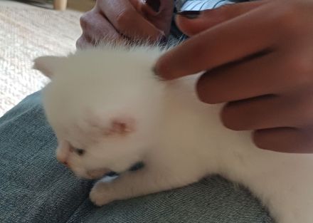 Angora Mischlings Kätzchen