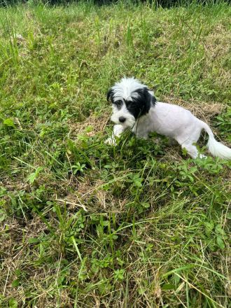 Süßer Chinesische Schopfhund Cavalier suche als letzer mein Traumzuhause