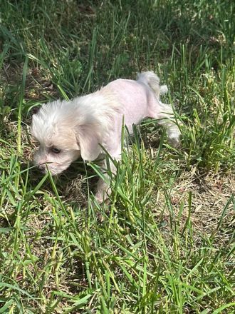 Süße Chinesische Schopfhund Welpen (Chinese Crested) suchen ihr Traumzuhause mit blauen Augen