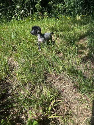 Süße Chinesische Schopfhund Welpen (Chinese Crested) suchen ihr Traumzuhause mit blauen Augen