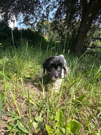 Süße Chinesische Schopfhund Welpen (Chinese Crested) suchen ihr Traumzuhause mit blauen Augen