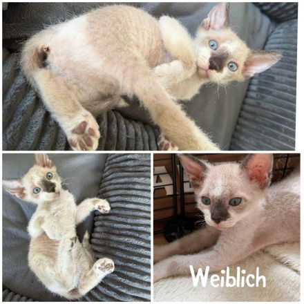 Sphynx Kitten Elf