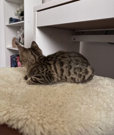 Bengal BKH mix kitten