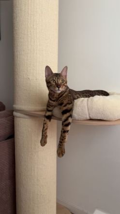 Bengal BKH mix kitten