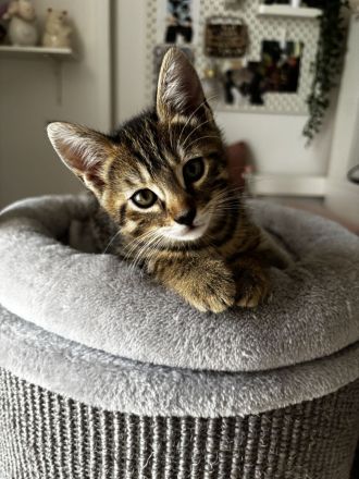 Bengal BKH mix kitten