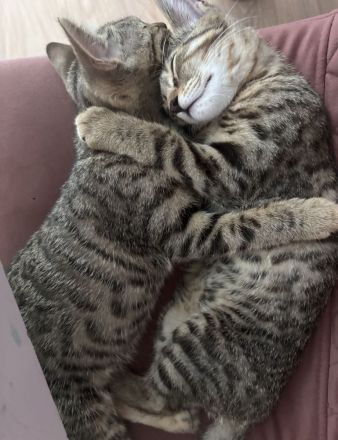 Bengal BKH mix kitten