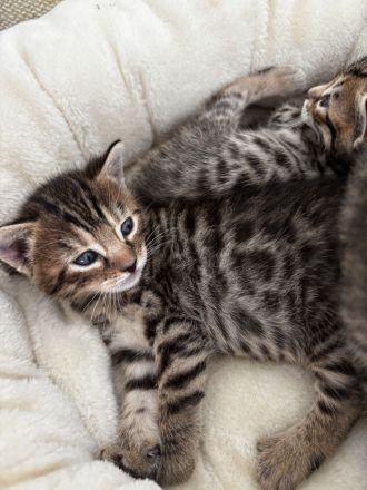 Bengal BKH mix kitten