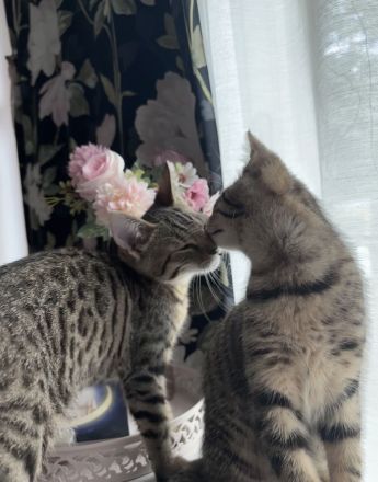 Bengal BKH mix kitten
