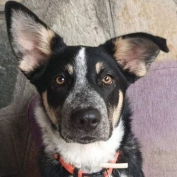 Aris, geb. ca. 01/2026, lebt in GRIECHENLAND auf einer privaten Pflegestelle