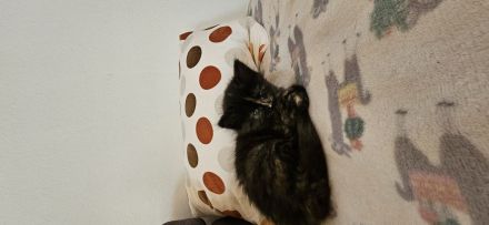 3 kleine Katzenbays