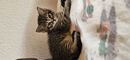 2 kleine Katzenbays