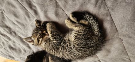3 kleine Katzenbays