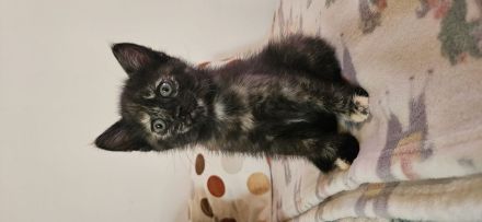 3 kleine Katzenbays