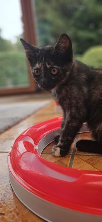 1 Katze weiblich