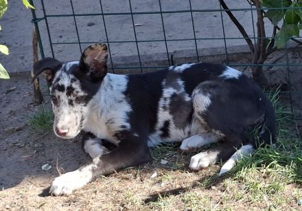 Australien Shepherd mix welpen