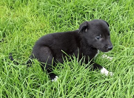 Australien Shepherd mix welpen