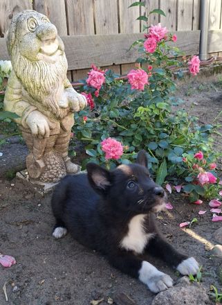 Australien Shepherd mix welpen
