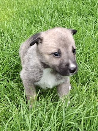 Australien Shepherd mix welpen