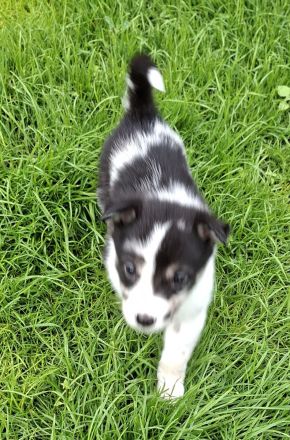 Australien Shepherd mix welpen