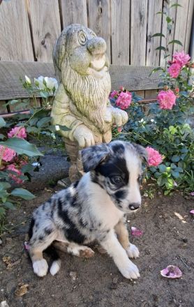 Australien Shepherd mix welpen