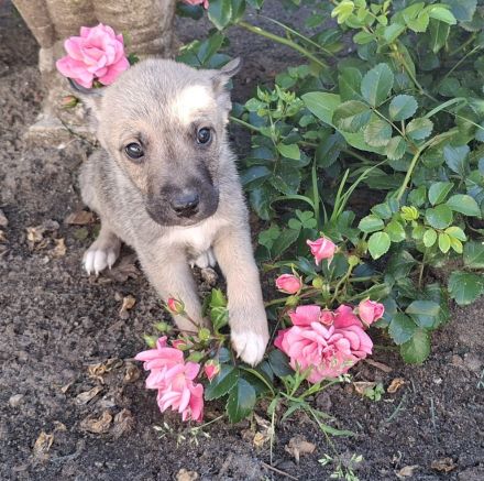 Australien Shepherd mix welpen
