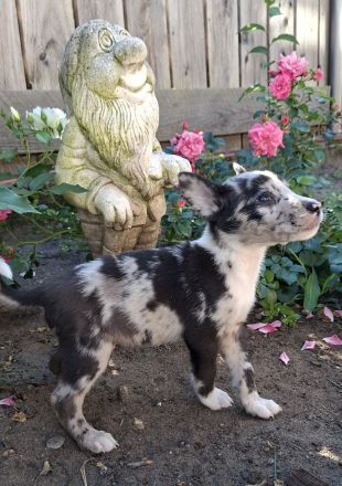 Australien Shepherd mix welpen