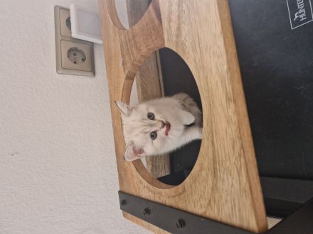 BKH Kitten Geschwister Pärchen