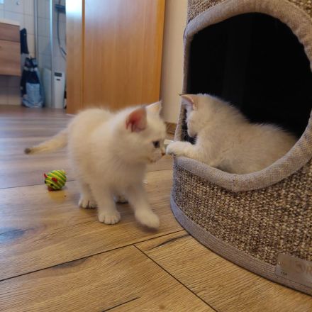 BKH Kitten Geschwister Pärchen