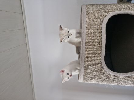 BKH Kitten Geschwister Pärchen